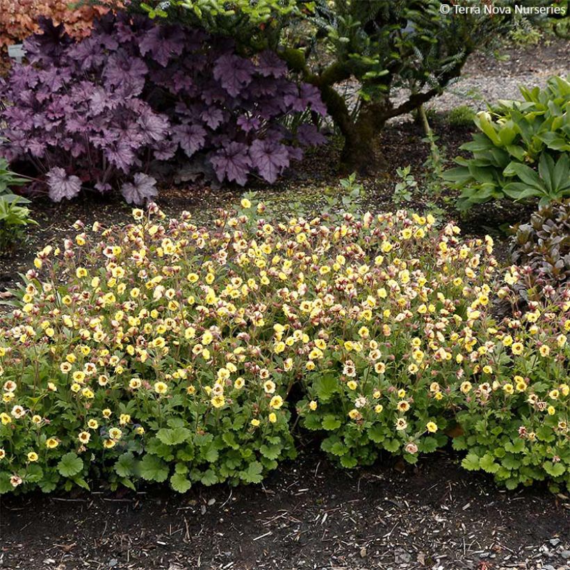 Geum Tempo Yellow - Benoîte (Plant habit)