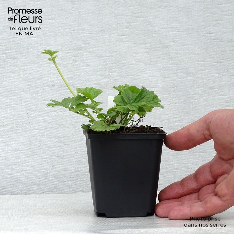 Spécimen de Geum Tequila Sunrise - Benoîte  Godet de 8/9 cm tel que livré au printemps