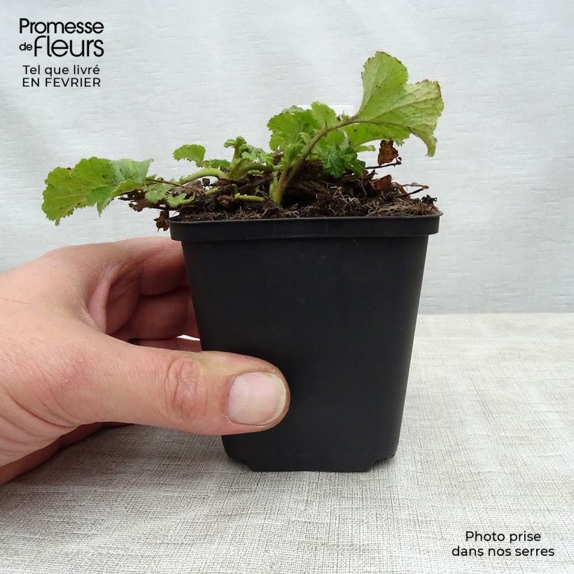 Spécimen de Geum Tequila Sunrise - Benoîte  Pot de 2L/3L tel que livré en hiver