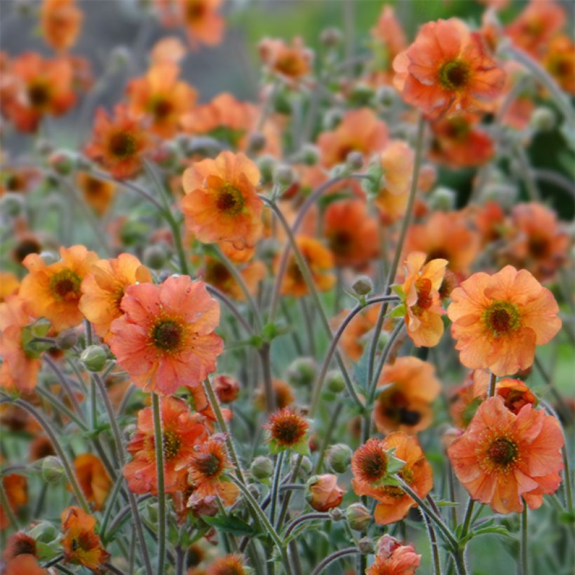 Geum Totally Tangerine - Benoîte orange vif (Flowering)
