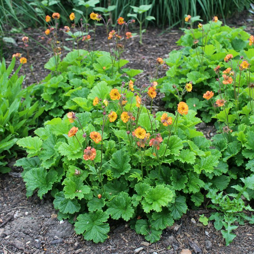 Geum Totally Tangerine - Benoîte orange vif (Plant habit)