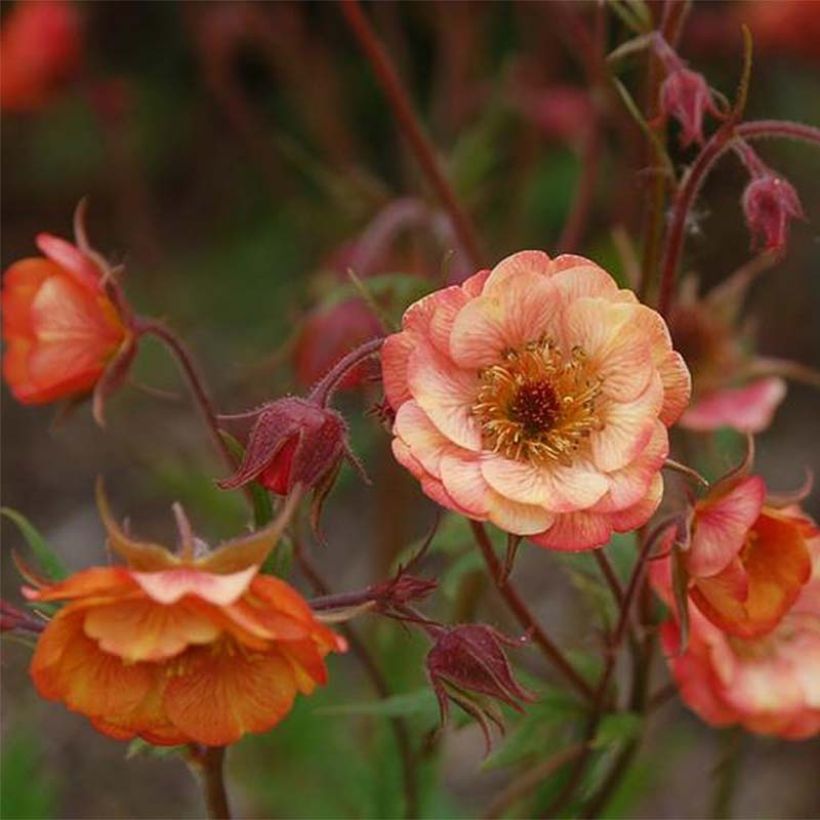Geum Cocktail Wet Kiss - Benoîte (Flowering)
