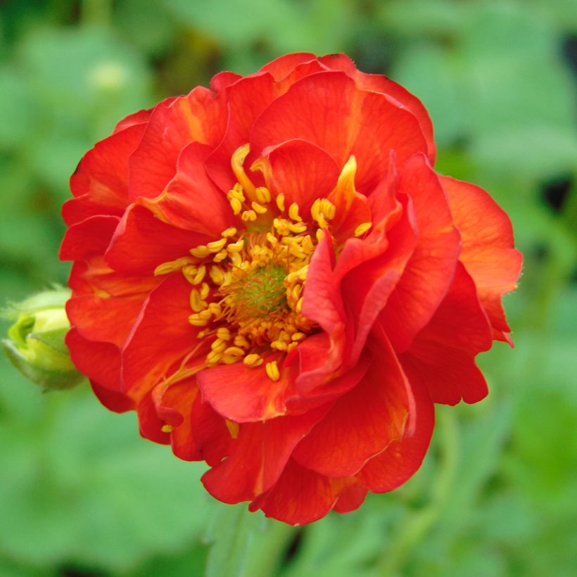 Geum chiloense Mrs Bradshaw - Benoîte rouge écarlate (Flowering)