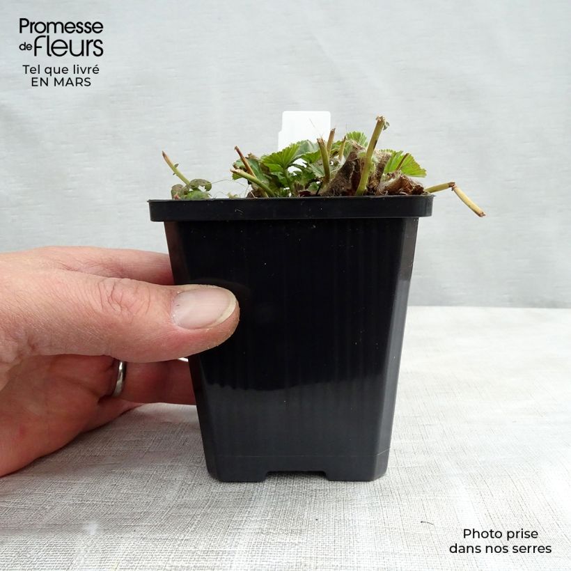 Example of Geum coccineum Borisii - Benoîte orange Godet de 8/9 cm as you get in printemps