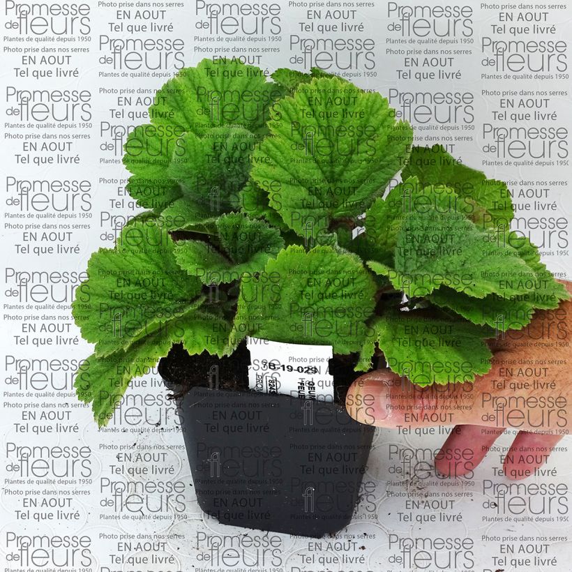 Example of Geum coccineum Feuermeer - Benoîte orangée Godet de 8/9 cm as you get