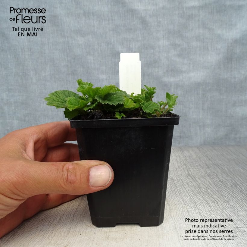 Spécimen de Geum coccineum Karlskaer - Benoîte jaune orangé Godet de 8/9 cm tel que livré au printemps