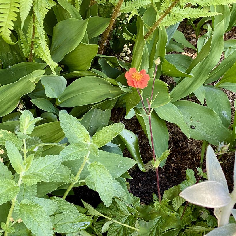 Geum coccineum Koi - Benoîte (Port)
