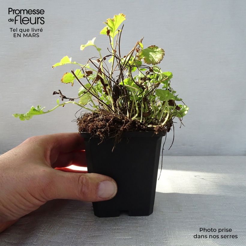 Spécimen de Geum rivale Leonard's Variety - Benoîte des Rives Godet de 7/8 cm tel que livré au printemps