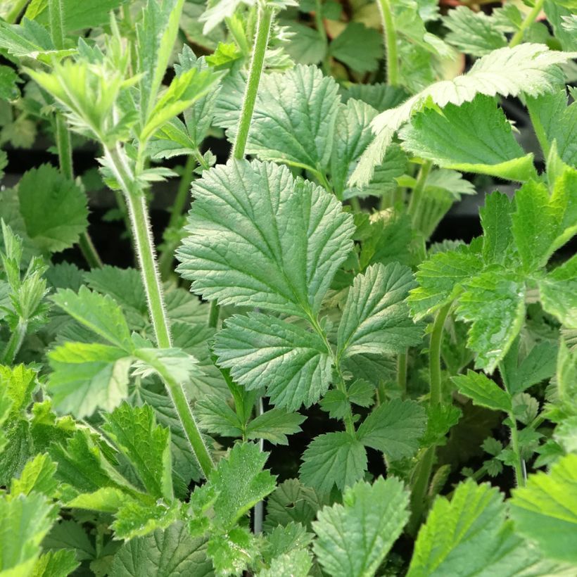 Geum Totally Tangerine - Benoîte orange vif (Feuillage)