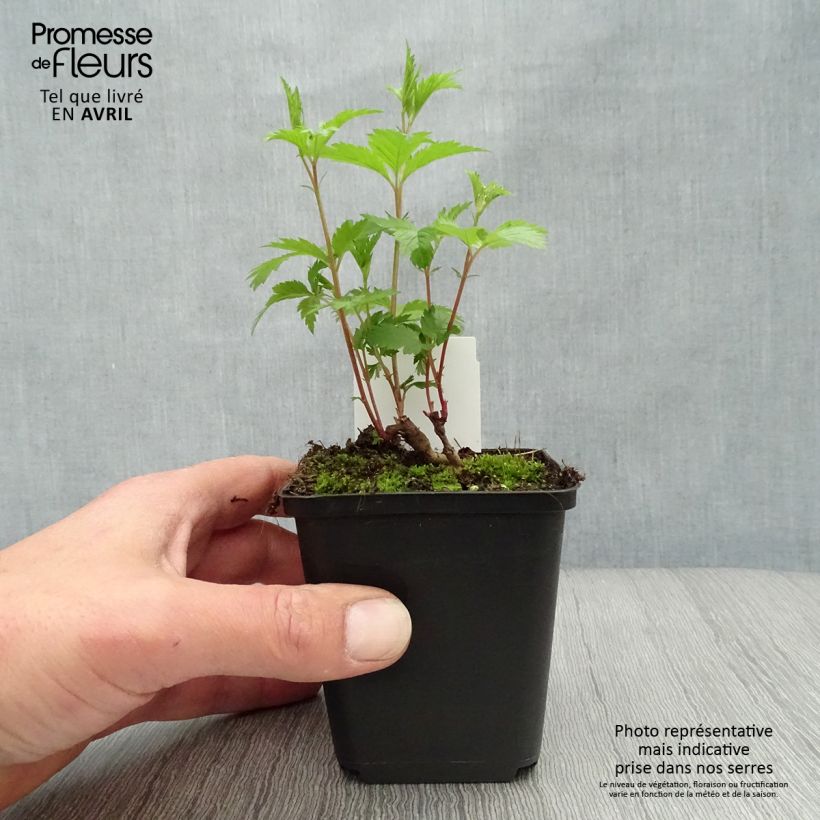 Example of Gillenia trifoliata - Spirée à 3 feuilles Godet de 8/9 cm as you get in printemps