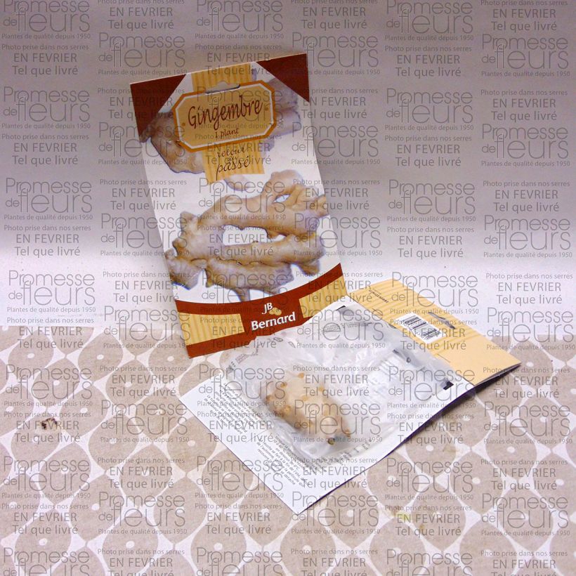 Example of Gingembre - Zingiber officinale Racines nues as you get