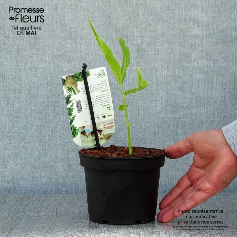 Example of Gingembre - Zingiber officinale Pot de 1,5L/2L as you get in printemps
