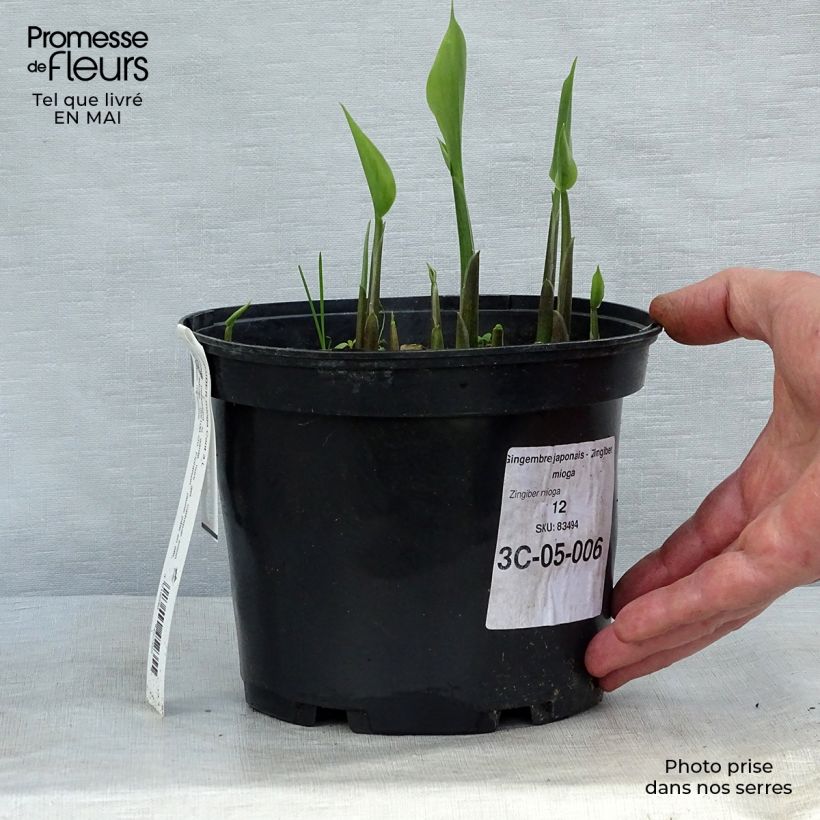 Spécimen de Gingembre japonais - Zingiber mioga Pot de 1,5L/2L tel que livré au printemps