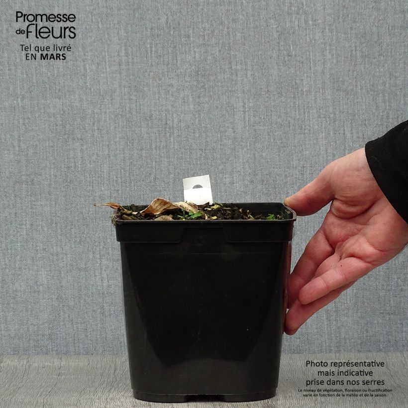 Spécimen de Gingembre japonais - Zingiber mioga Dancing Crane Pot de 3L/4L tel que livré au printemps