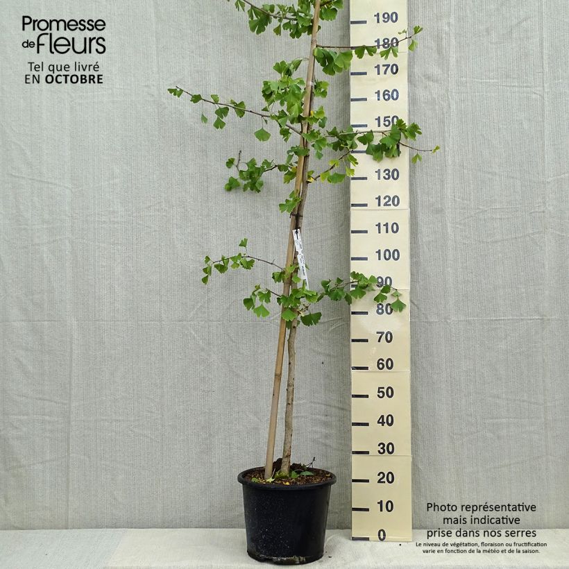 Spécimen de Ginkgo biloba - Arbre aux quarante écus Pot de 6L/7L tel que livré en automne