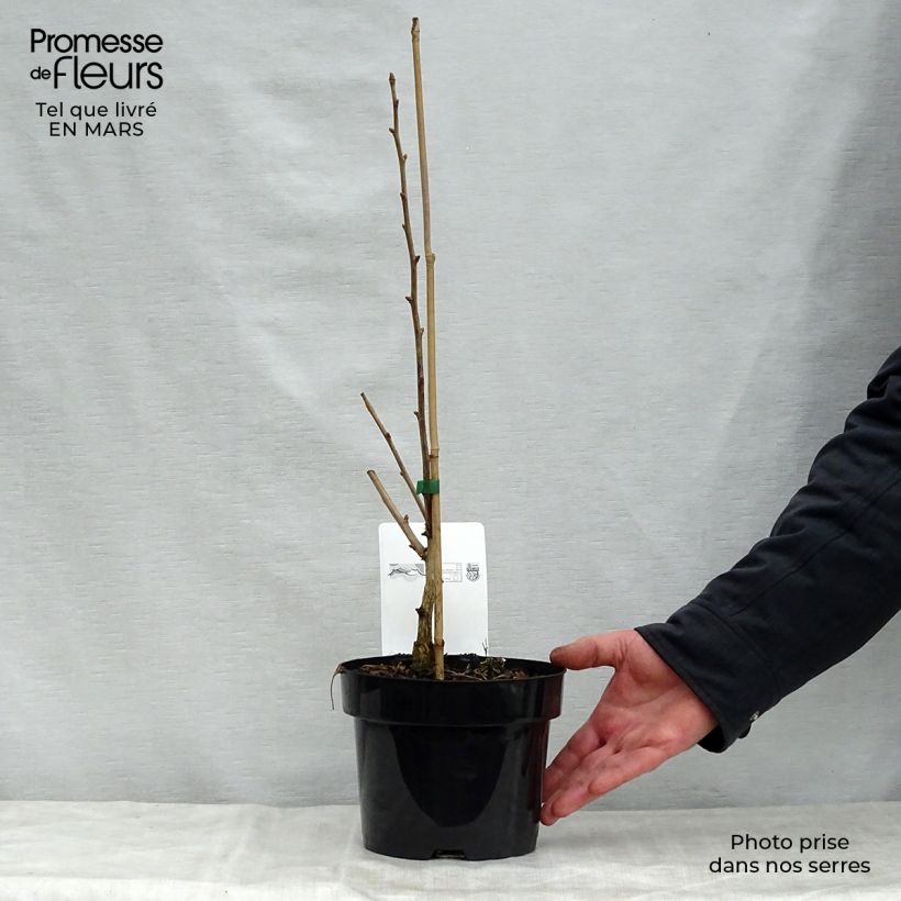 Example of Ginkgo biloba Blagon - Arbre aux quarante écus  Pot de 1L/1,5L as you get in printemps