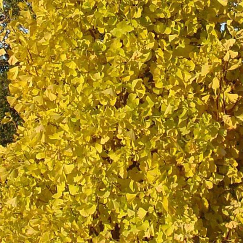 Ginkgo biloba Blagon - Arbre aux quarante écus  (Foliage)