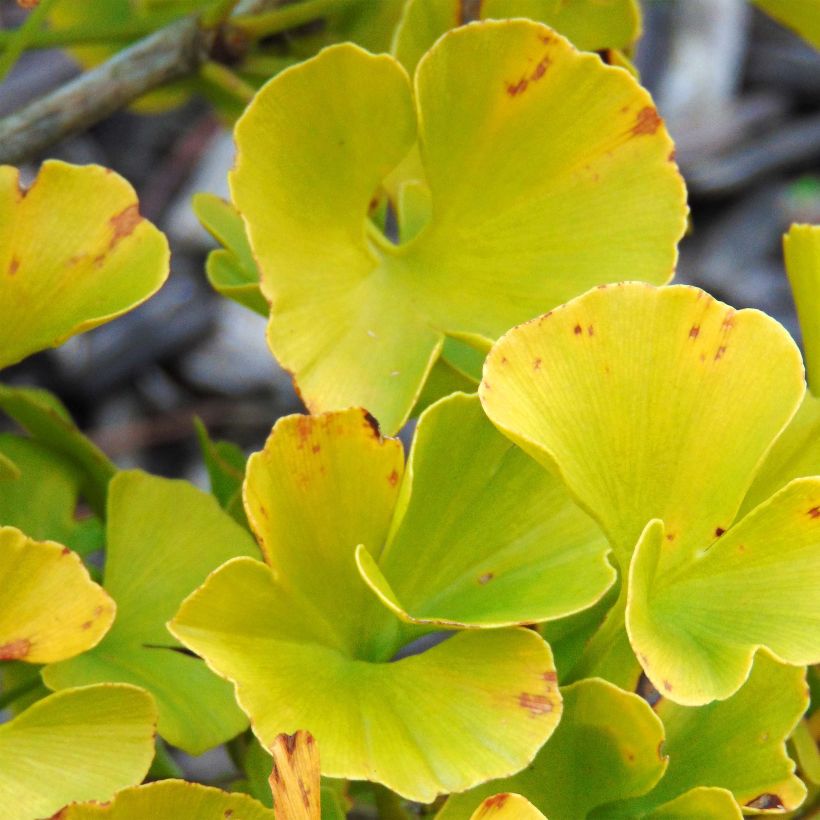 Ginkgo biloba Mariken - Arbre aux quarante écus nain (Foliage)