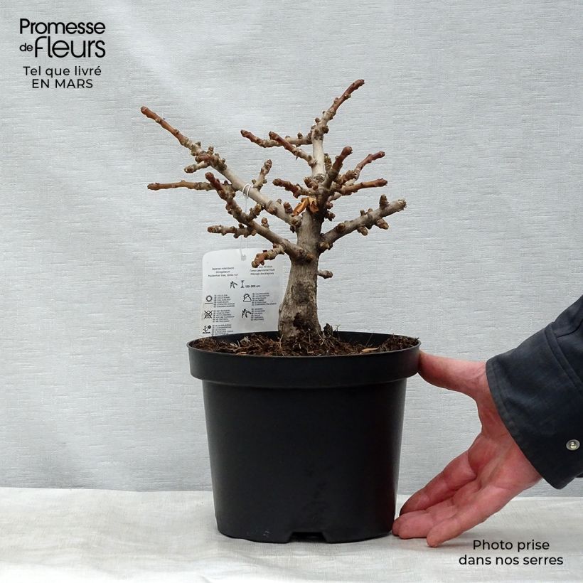 Example of Ginkgo biloba Mariken - Arbre aux quarante écus nain Pot de 2L/3L, Buisson, Touffe as you get in printemps