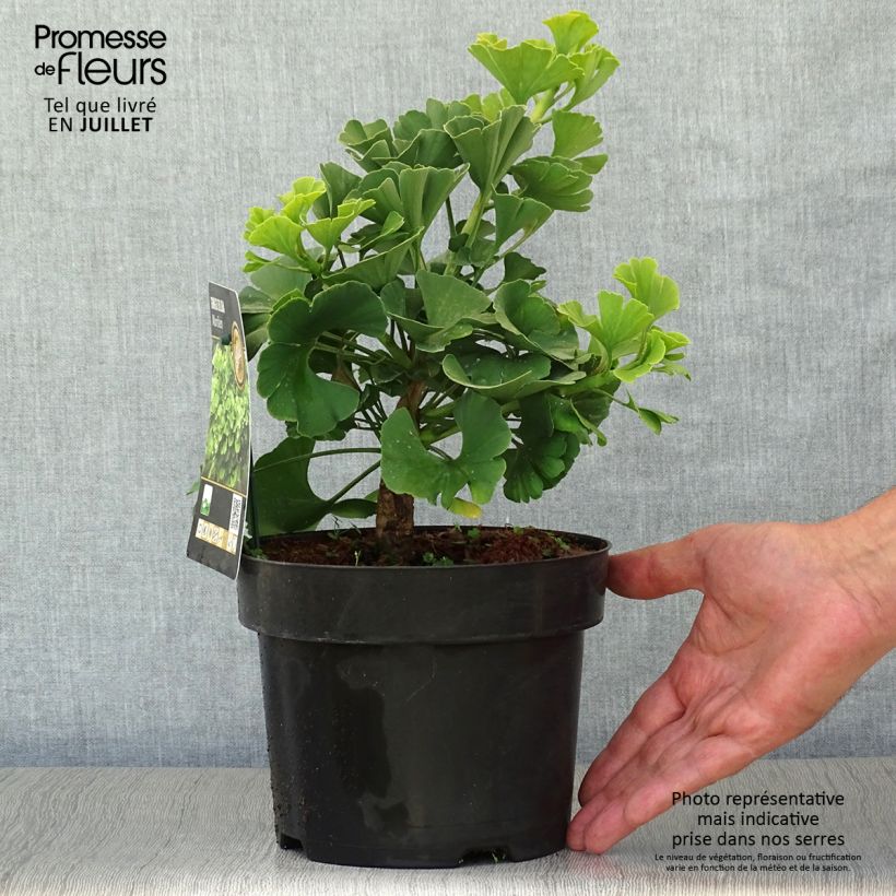 Spécimen de Ginkgo biloba Mariken - Arbre aux quarante écus nain Pot de 2L/3L, Buisson, Touffe tel que livré en été