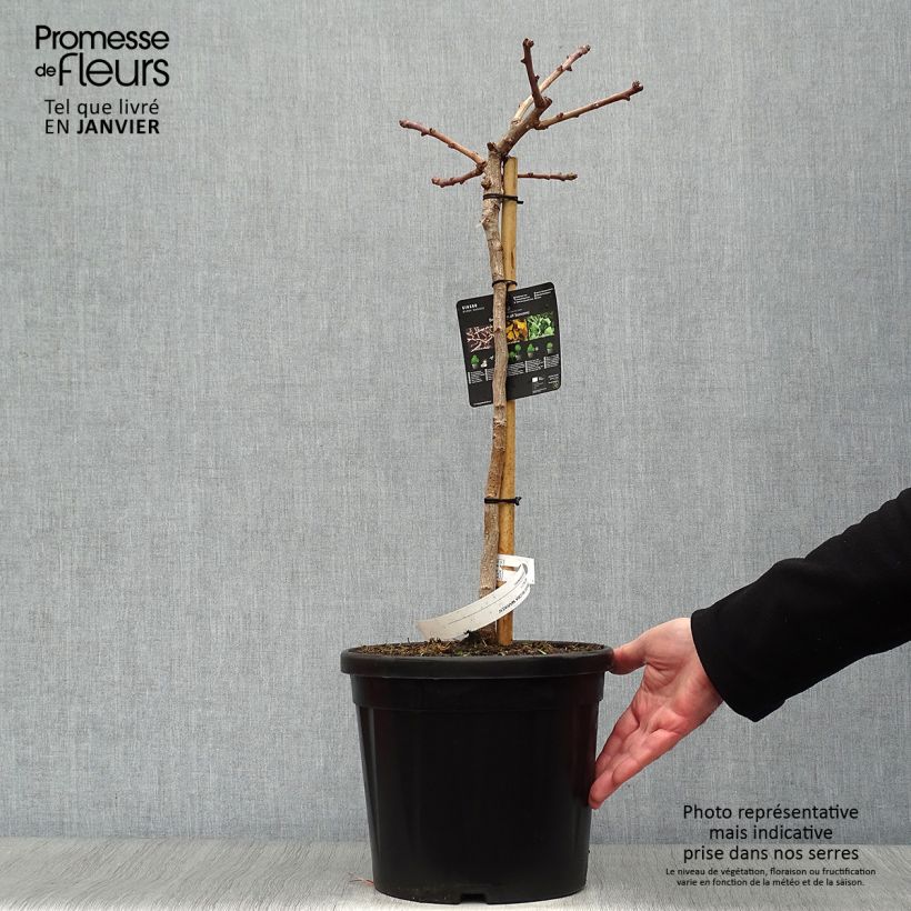 Example of Ginkgo biloba Mariken - Arbre aux quarante écus nain Pot de 7,5L/10L, Tige, Tige de 40 cm as you get in hiver