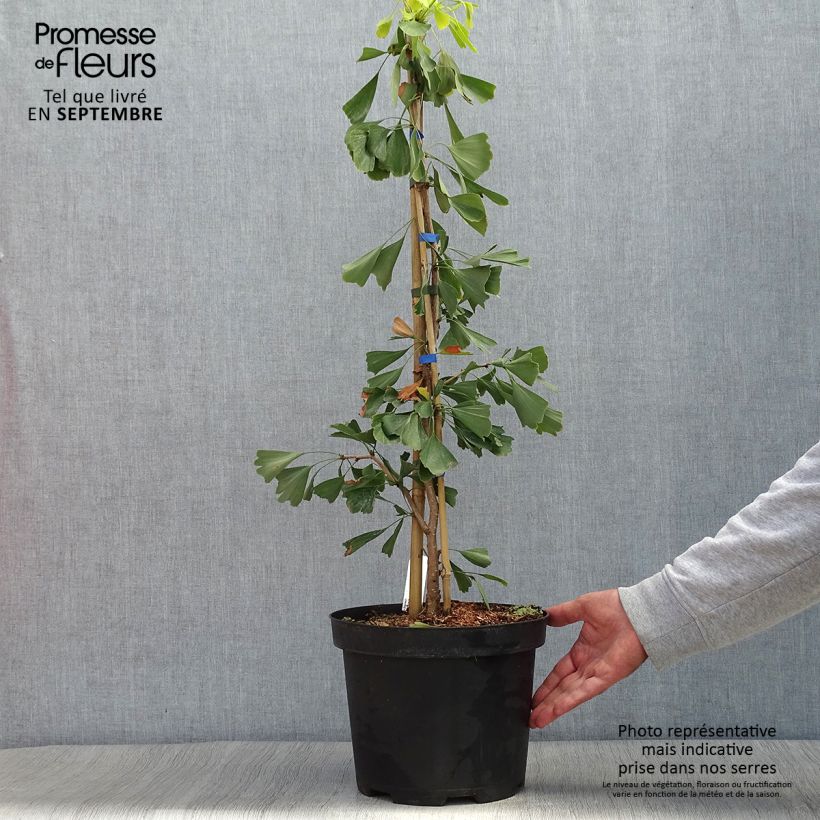 Spécimen de Ginkgo biloba Saratoga - Arbre aux quarante écus Pot de 6L/7L tel que livré en automne