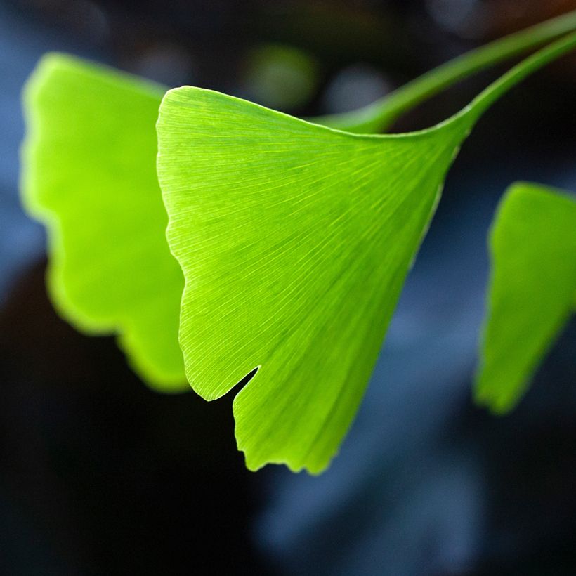 Ginkgo biloba Pendula - Arbre aux quarante écus (Foliage)