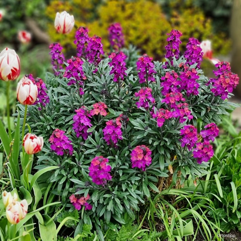 Giroflée vivace - Erysimum Colour Vibe Purple (Port)