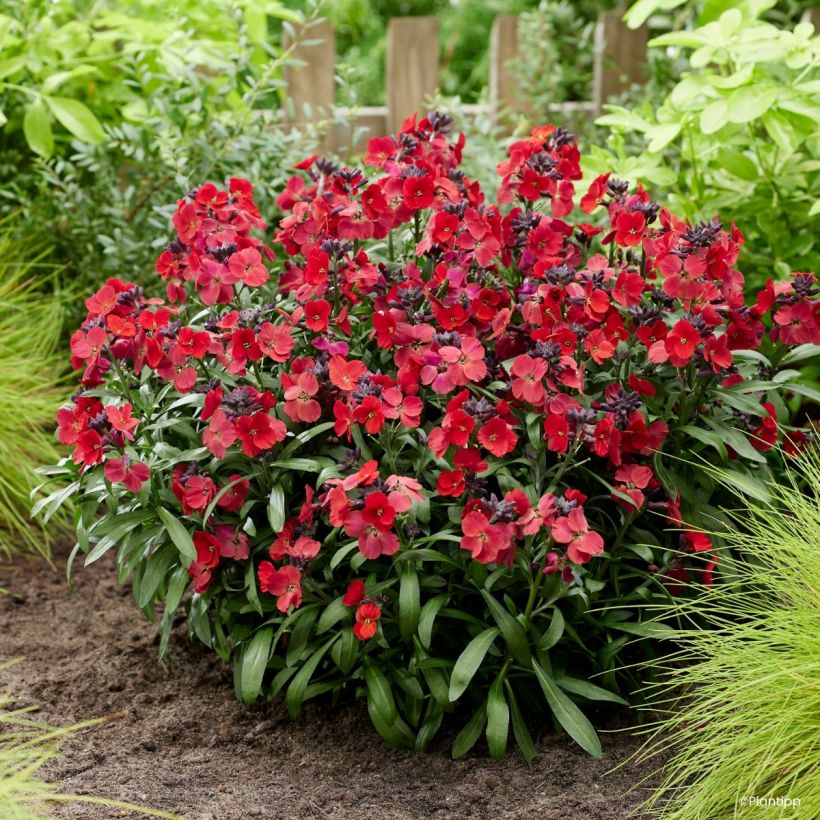 Giroflée vivace - Erysimum Colour Vibe Red (Plant habit)