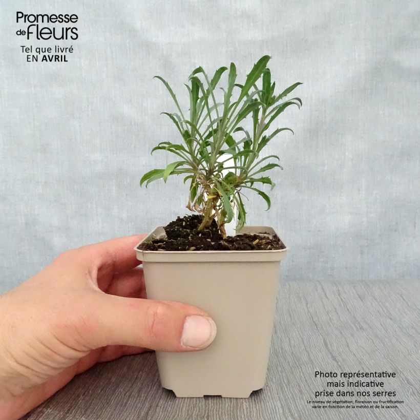 Example of Giroflée - Erysimum Constant Cheer Godet de 8/9 cm as you get in printemps