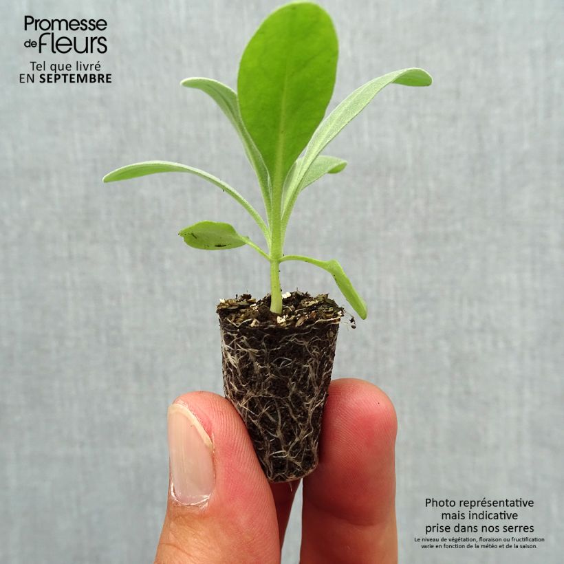 Spécimen de Giroflée quarantaine Heritage Pink - Matthiola incana Mini-motte Ø 1,5/2,5 cm, Plant vert de 3 à 5 cm de haut environ tel que livré en automne