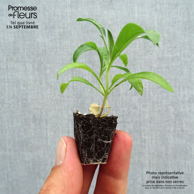 Spécimen de Giroflée ravenelle Bedder Scarlet Mini-motte Ø 3/4 cm, Plant vert de 3 à 5 cm de haut environ tel que livré en automne