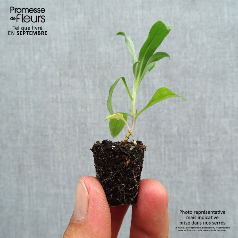 Spécimen de Giroflée ravenelle Cloth of Gold Mini motte - Erysimum cheiri  Mini-motte Ø 3/4 cm, Plant vert de 3 à 5 cm de haut environ tel que livré en automne