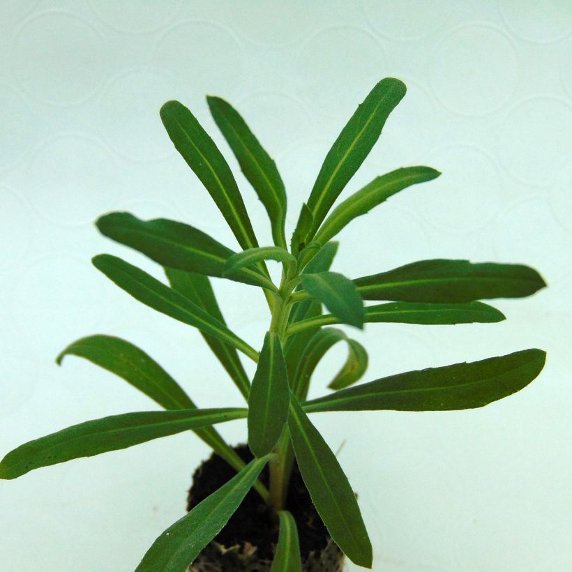 Giroflée vivace - Erysimum Poem Lavender  (Foliage)