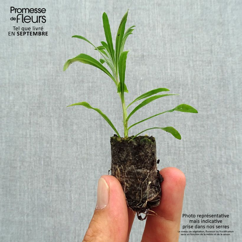 Example of Giroflée vivace - Erysimum Poem Lavender  Mini-motte Ø 3/4 cm, Plant vert de 3 à 5 cm de haut environ as you get in automne