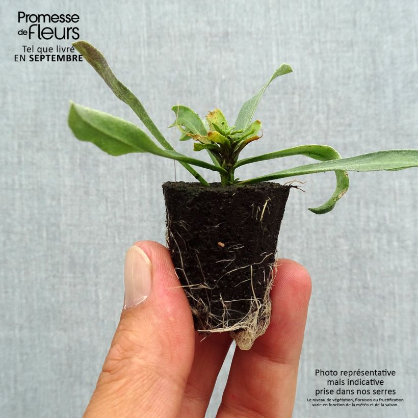 Spécimen de Giroflée vivace - Erysimum Winter Charm Mini-motte Ø 3/4 cm tel que livré en automne