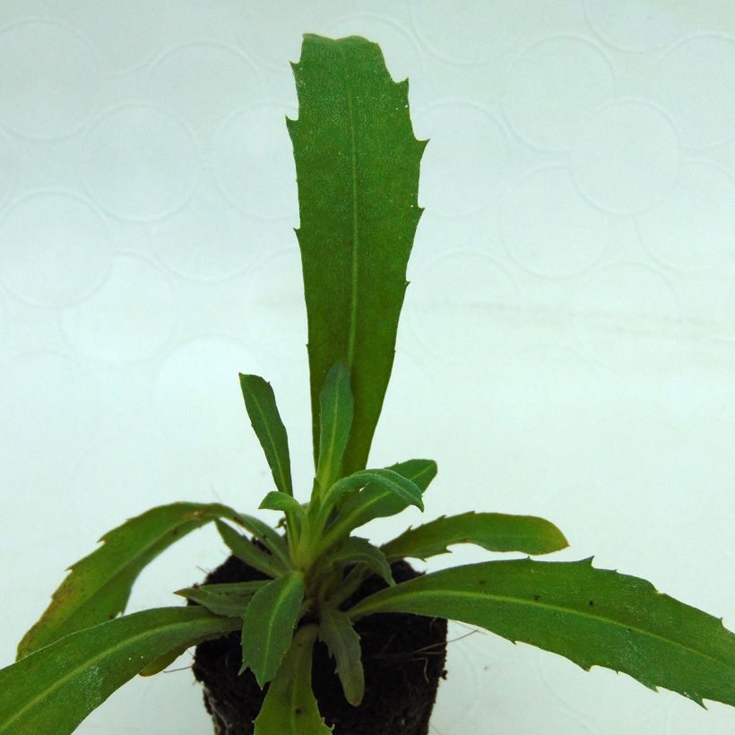 Giroflée vivace - Erysimum Winter Joy (Feuillage)