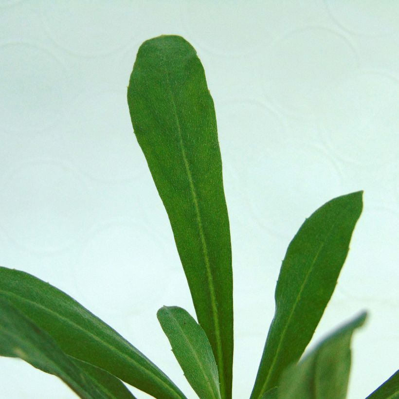 Giroflée vivace - Erysimum Winter Light (Feuillage)