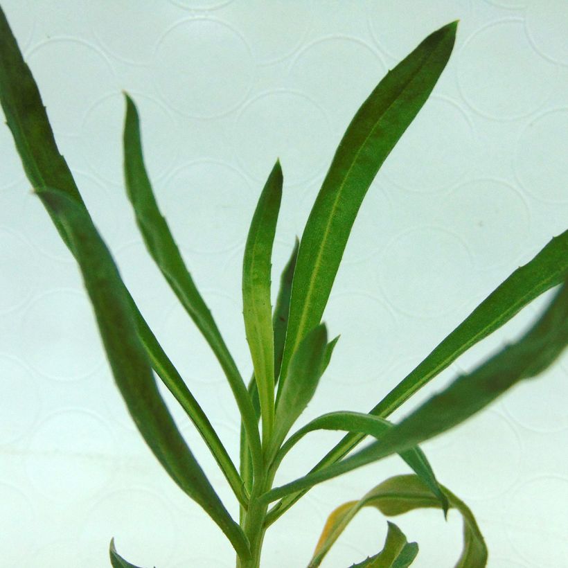 Giroflée vivace - Erysimum Winter Orchid (Foliage)