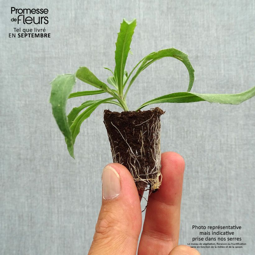 Example of Giroflée vivace - Erysimum Winter Orchid Mini-motte Ø 3/4 cm, Plant vert de 3 à 5 cm de haut environ as you get in automne