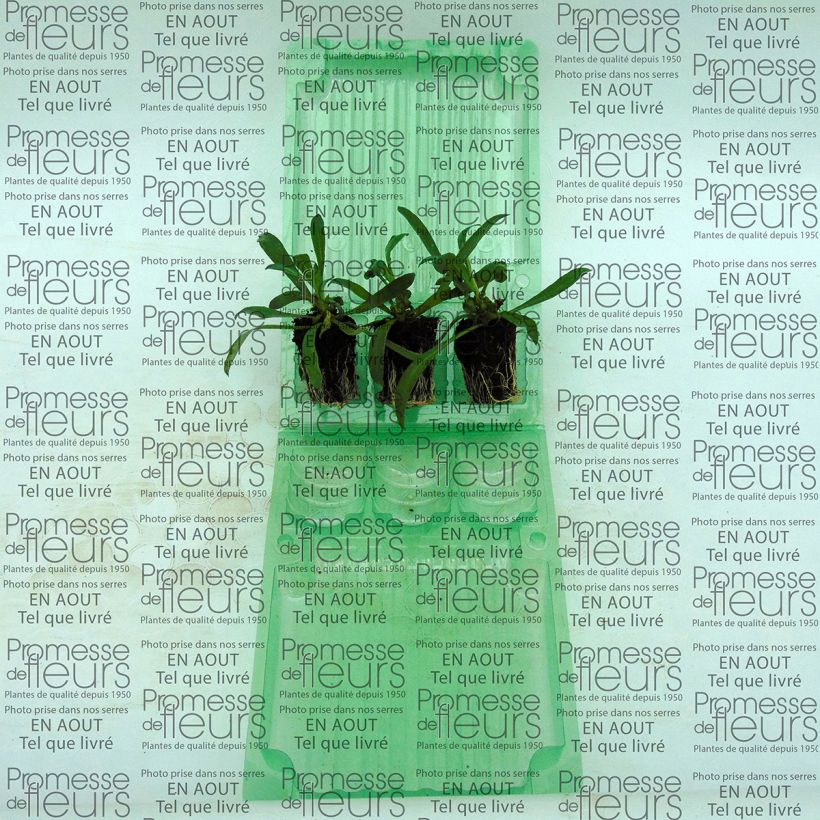 Exemple de spécimen de Giroflée vivace - Erysimum Winter Romance Mini-mottes Mini-motte Ø 3/4 cm, Plant vert de 5 à 7 cm de haut tel que livré