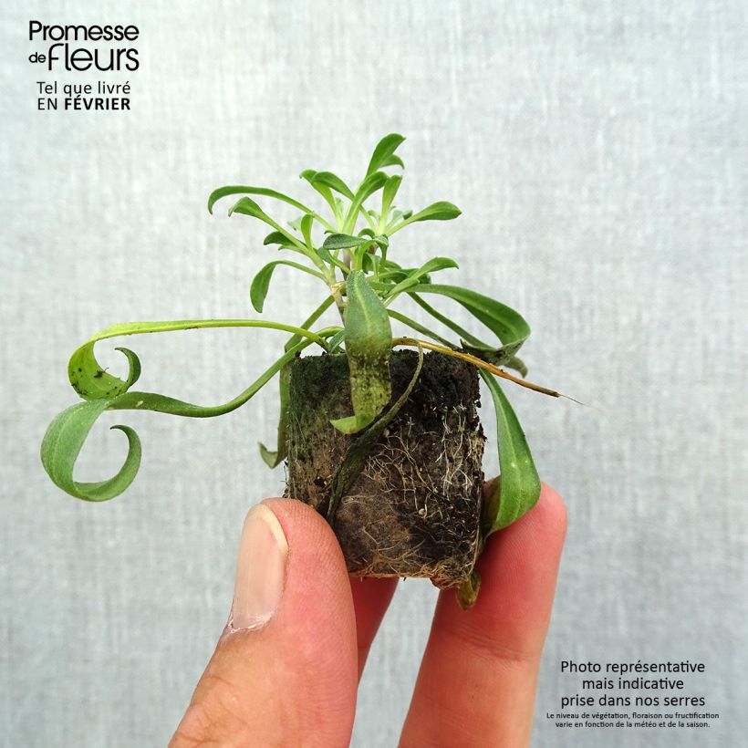 Example of Giroflée vivace - Erysimum cheiri Artist Gogh's Gold Mini-motte Ø 1,5/2,5 cm as you get in automne