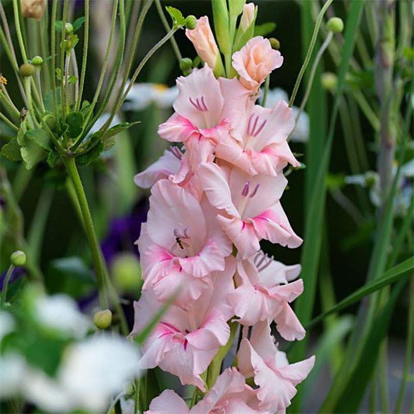 Glaïeul ou Gladiolus Adrenaline (Flowering)