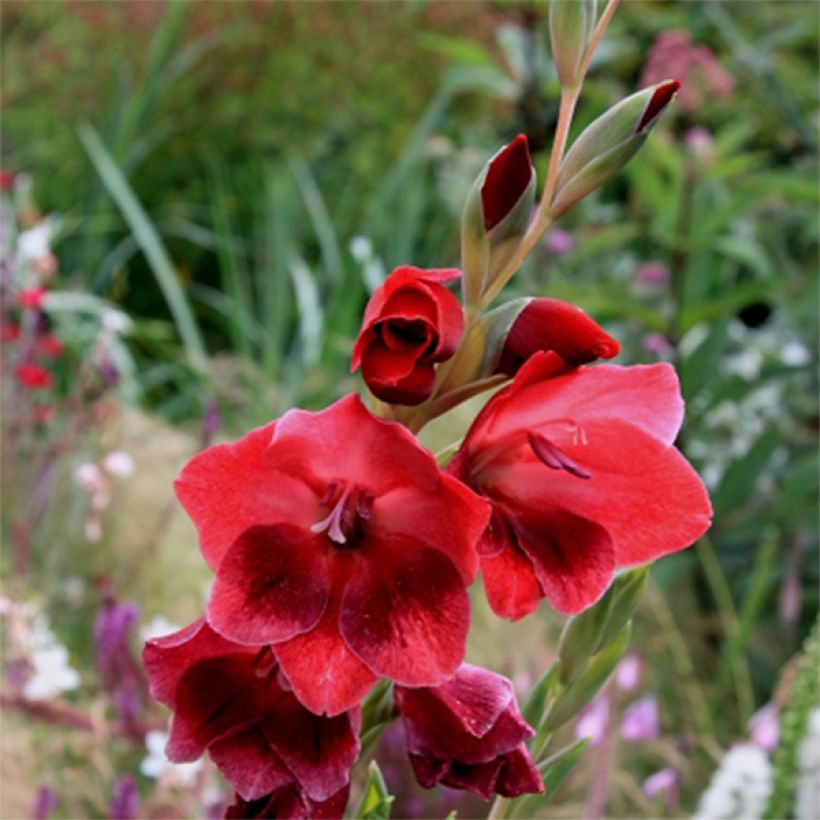 Glaïeul ou Gladiolus papilio Ruby  (Flowering)