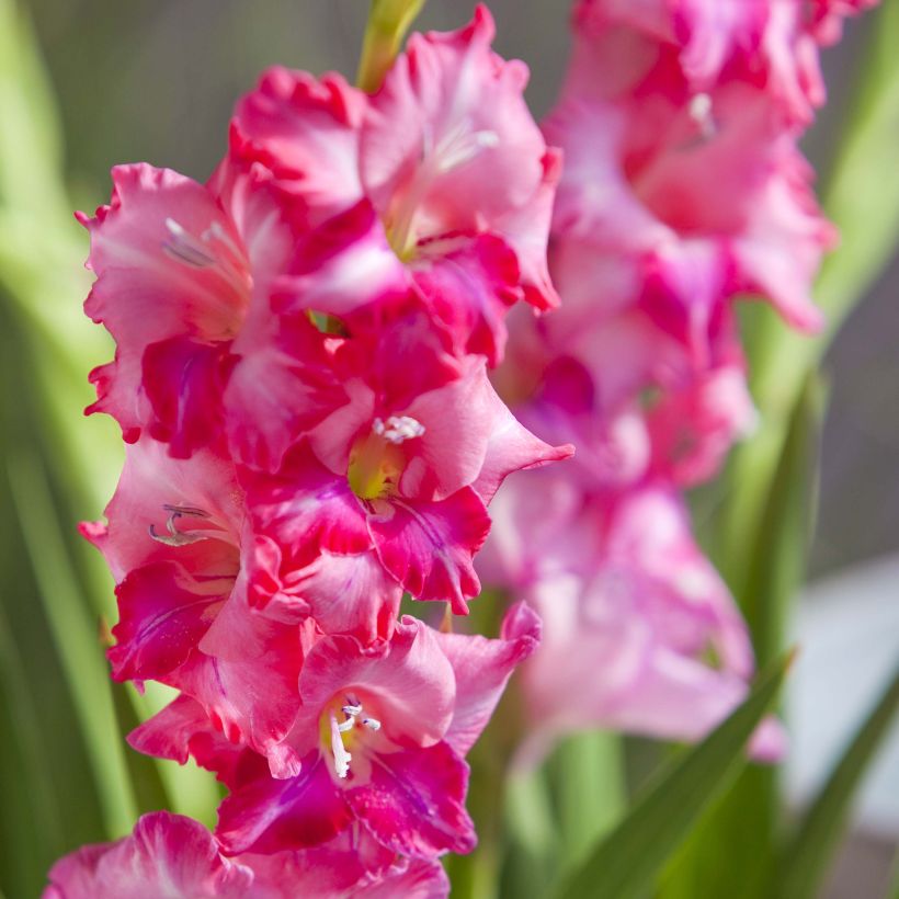 Glaïeul ou Gladiolus tubergenii Charm (Flowering)