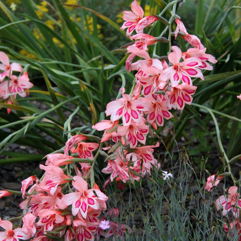 Glaïeul ou Gladiolus nanus Nathalie (Floraison)