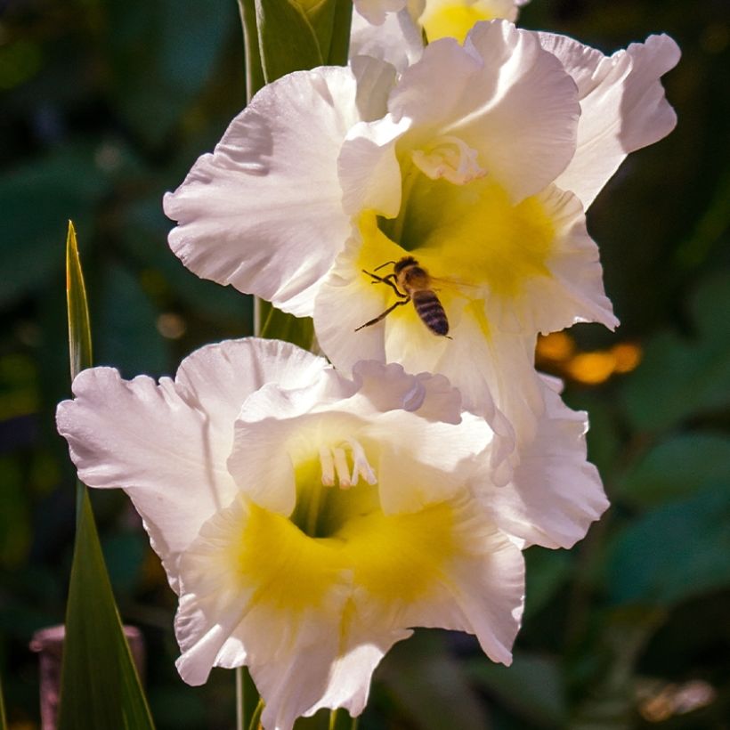 Glaïeul ou Gladiolus Break of Dawn (Flowering)