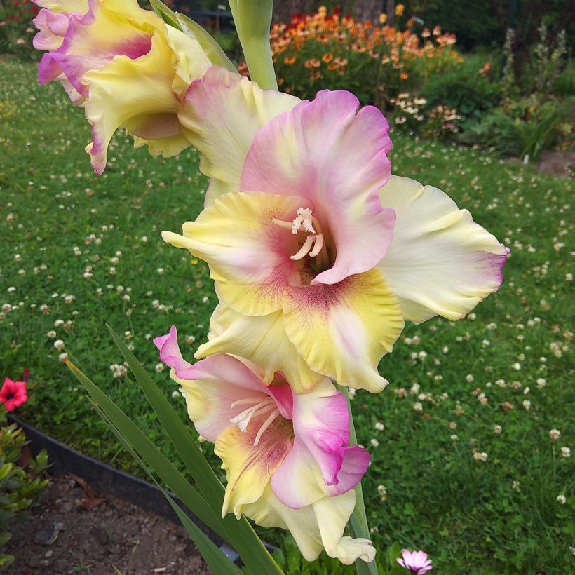 Glaïeul ou Gladiolus Mon Amour (Floraison)