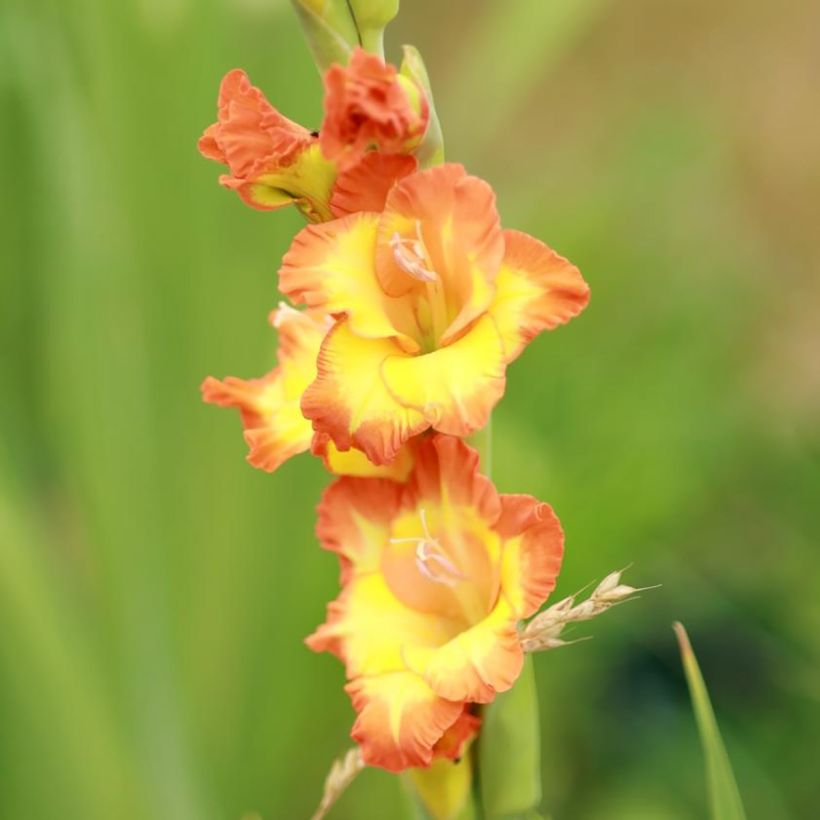 Glaïeul ou Gladiolus Princess Margaret Rose (Floraison)