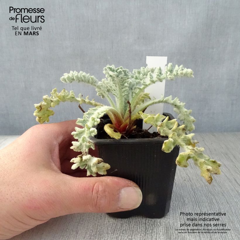 Spécimen de Glaucium flavum - Pavot cornu Godet de 8/9 cm tel que livré au printemps